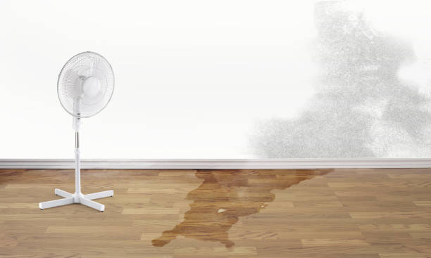 Best Water damage restoration mold remediation  in Lawrenceburg, KY