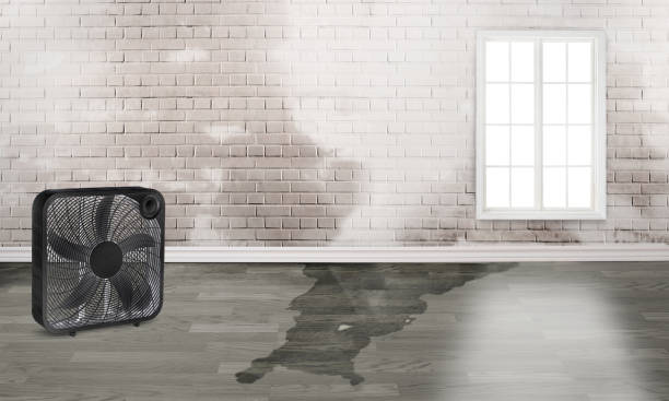 Best Flood damage cleanup  in Lawrenceburg, KY